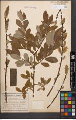 Foto von Salix cinerea L.